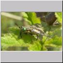 Chrysops relictus - Bremse w05.jpg